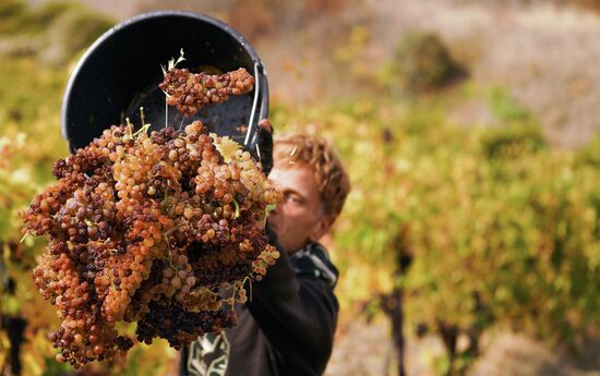 Massandra Winery