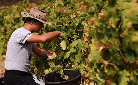 Massandra Winery