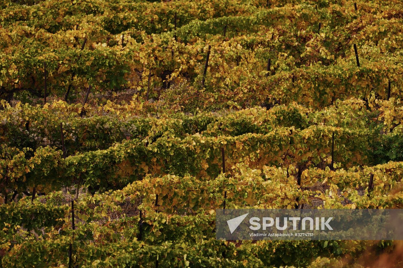 Massandra Winery