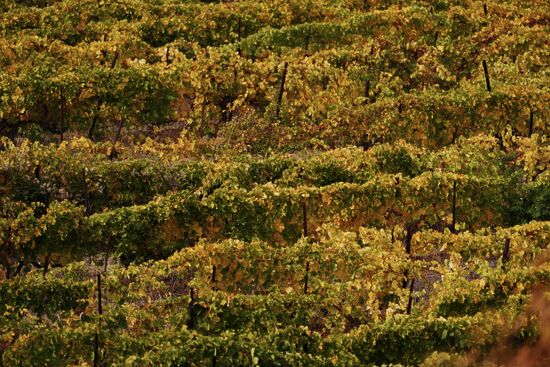 Massandra Winery