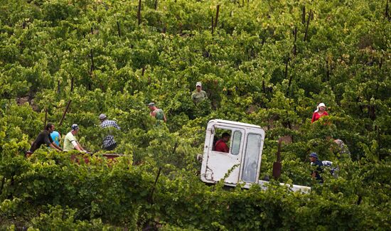 Massandra Winery