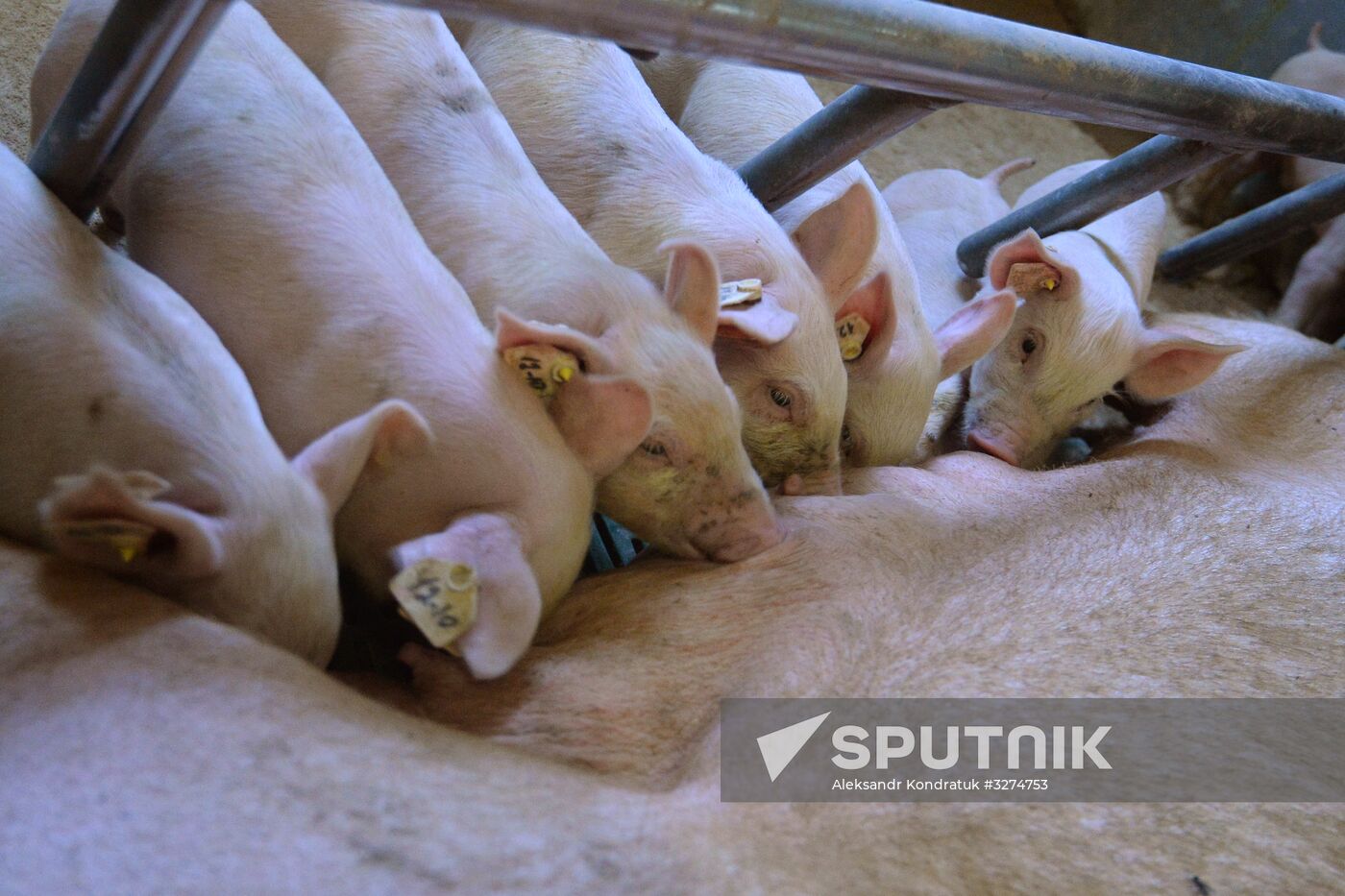 Rodnikovsky pig-breeding farm in Chelyabinsk Region