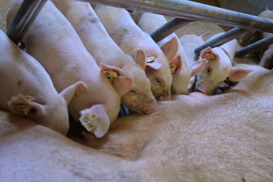 Rodnikovsky pig-breeding farm in Chelyabinsk Region