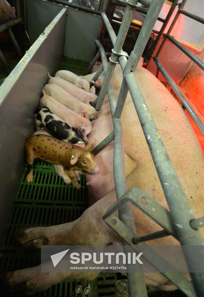 Rodnikovsky pig-breeding farm in Chelyabinsk Region