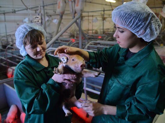 Rodnikovsky pig-breeding farm in Chelyabinsk Region