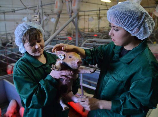 Rodnikovsky pig-breeding farm in Chelyabinsk Region