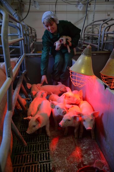 Rodnikovsky pig-breeding farm in Chelyabinsk Region