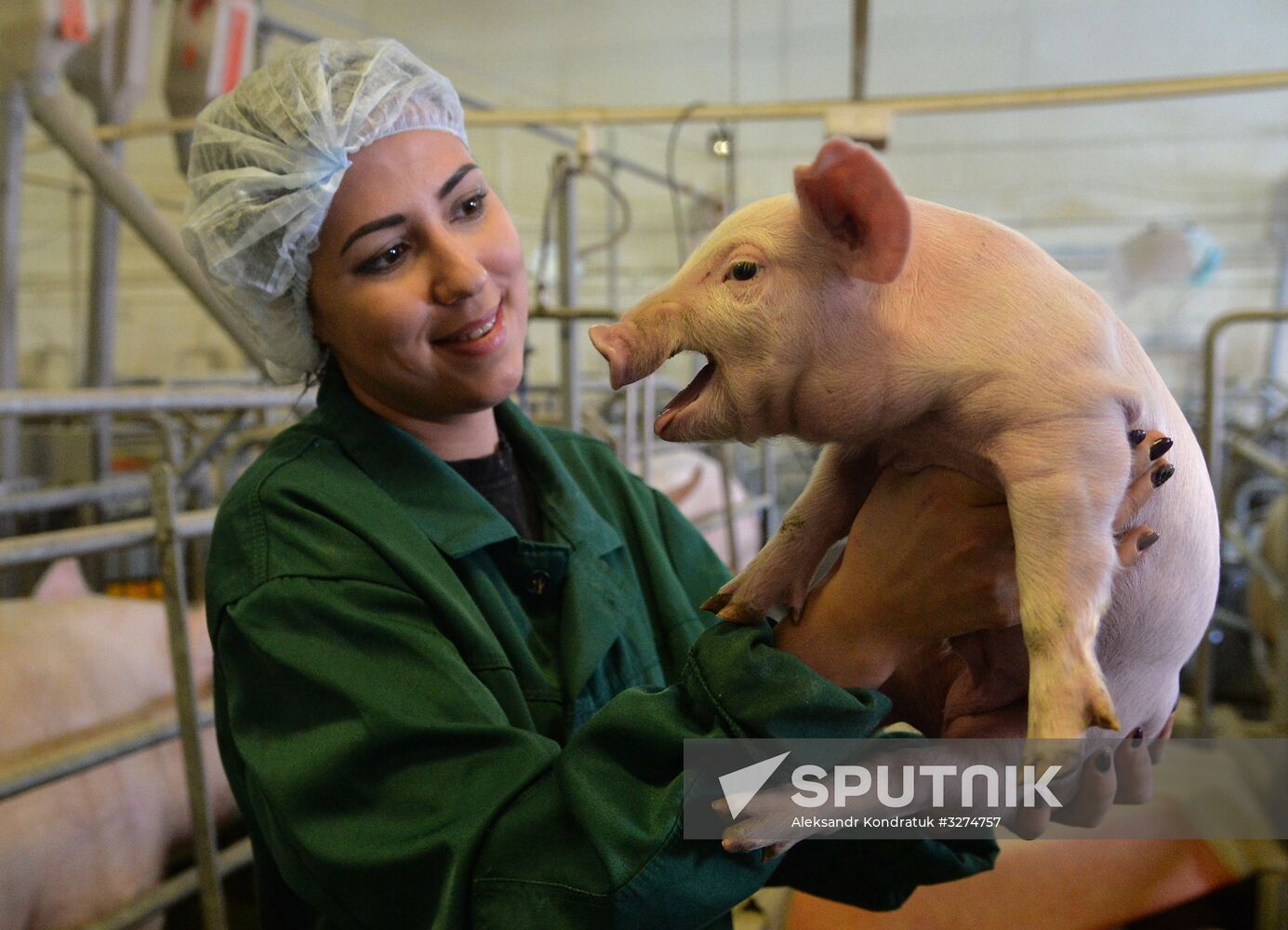 Rodnikovsky pig-breeding farm in Chelyabinsk Region