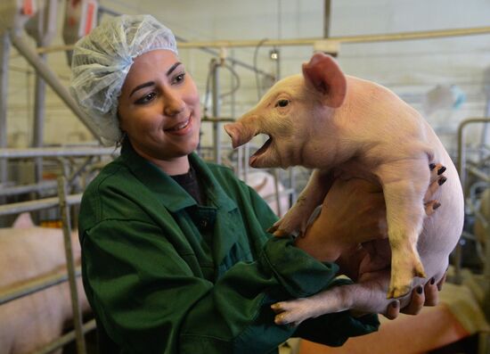 Rodnikovsky pig-breeding farm in Chelyabinsk Region