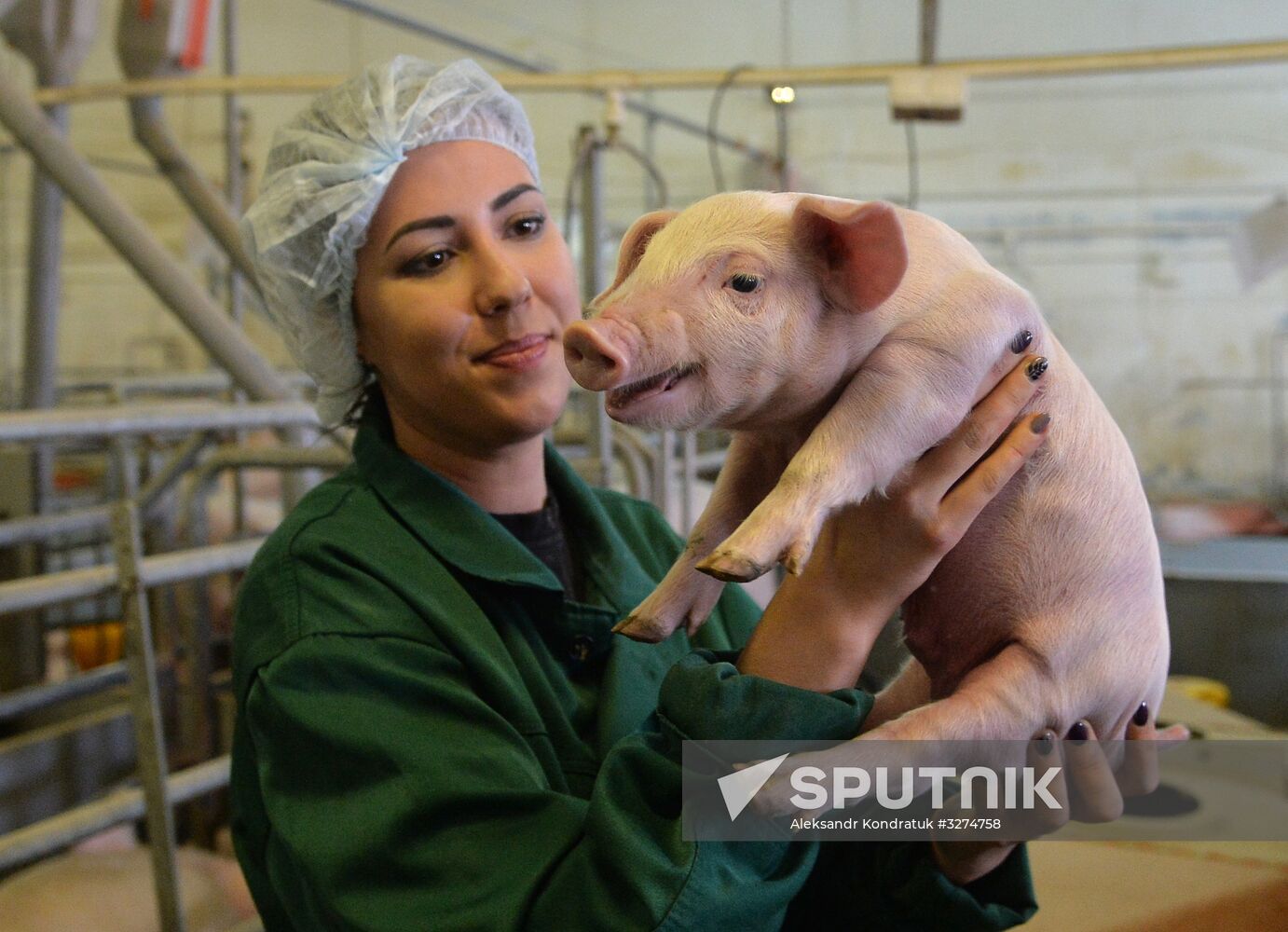 Rodnikovsky pig-breeding farm in Chelyabinsk Region