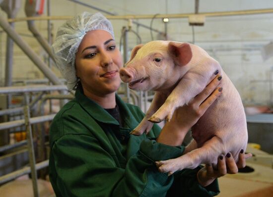 Rodnikovsky pig-breeding farm in Chelyabinsk Region