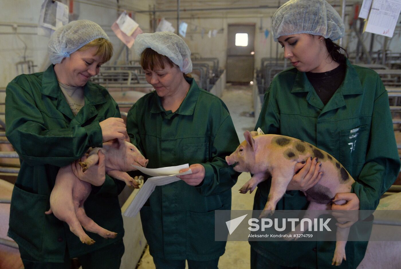 Rodnikovsky pig-breeding farm in Chelyabinsk Region