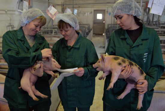 Rodnikovsky pig-breeding farm in Chelyabinsk Region