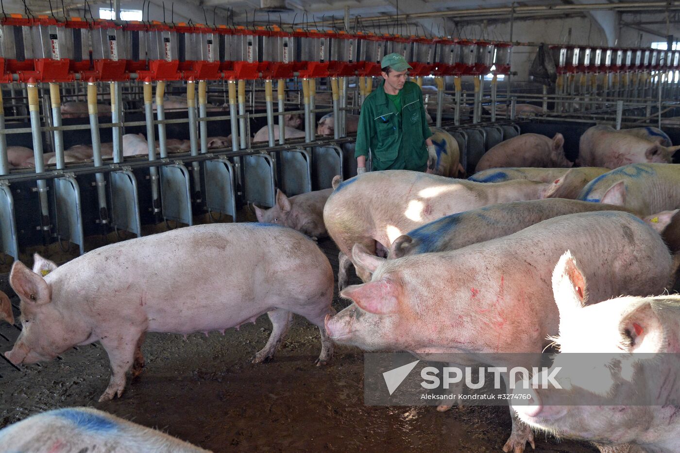 Rodnikovsky pig-breeding farm in Chelyabinsk Region