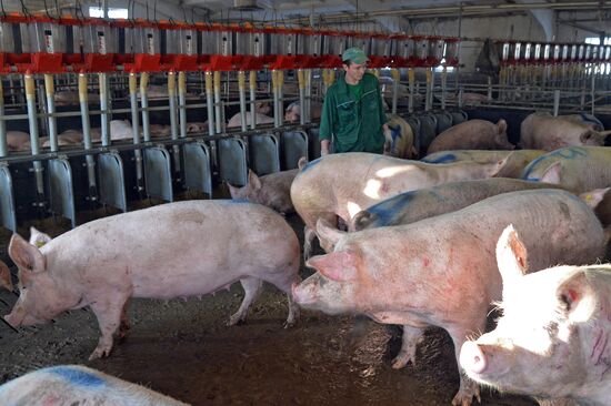 Rodnikovsky pig-breeding farm in Chelyabinsk Region