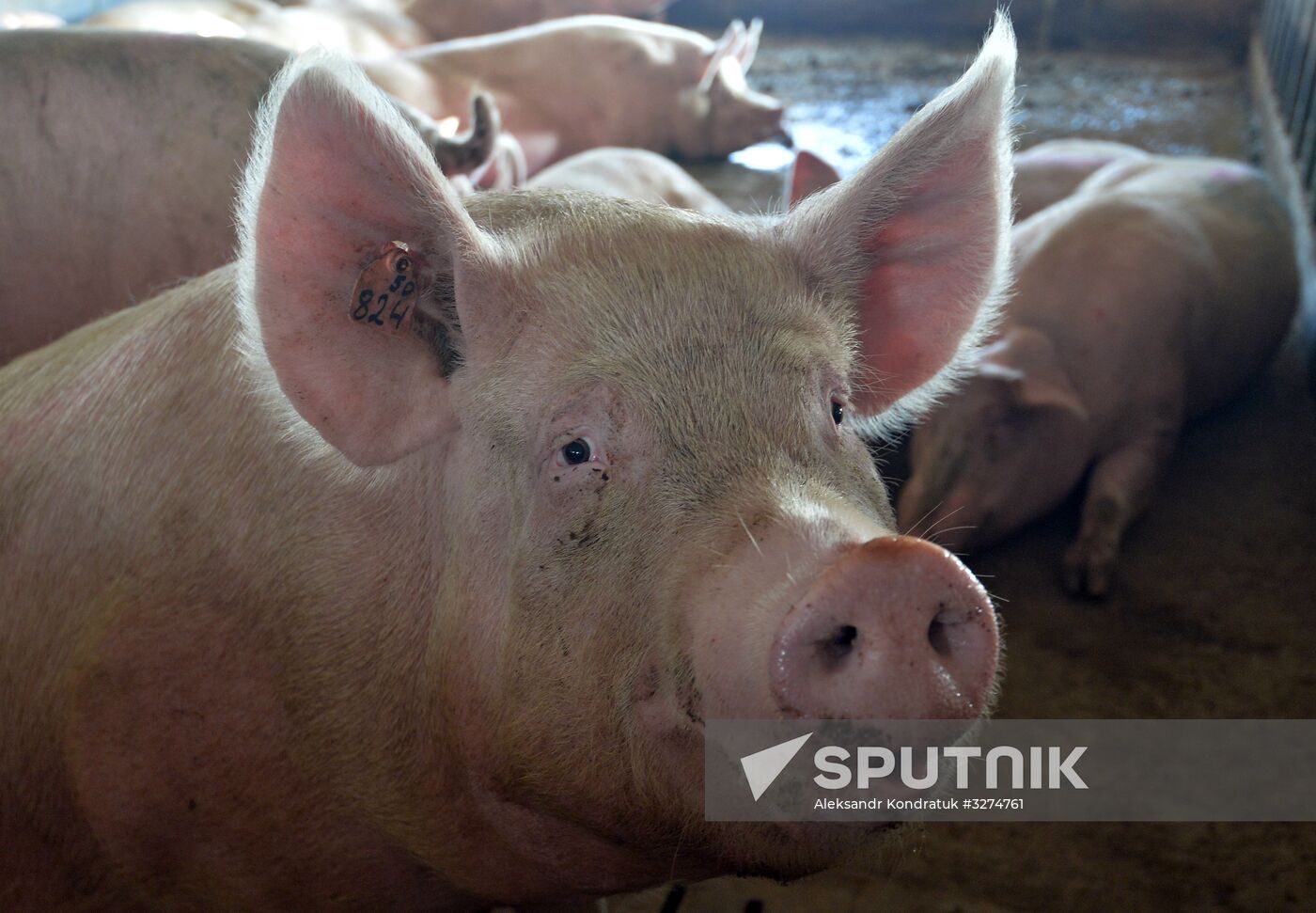 Rodnikovsky pig-breeding farm in Chelyabinsk Region