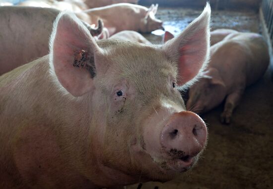 Rodnikovsky pig-breeding farm in Chelyabinsk Region