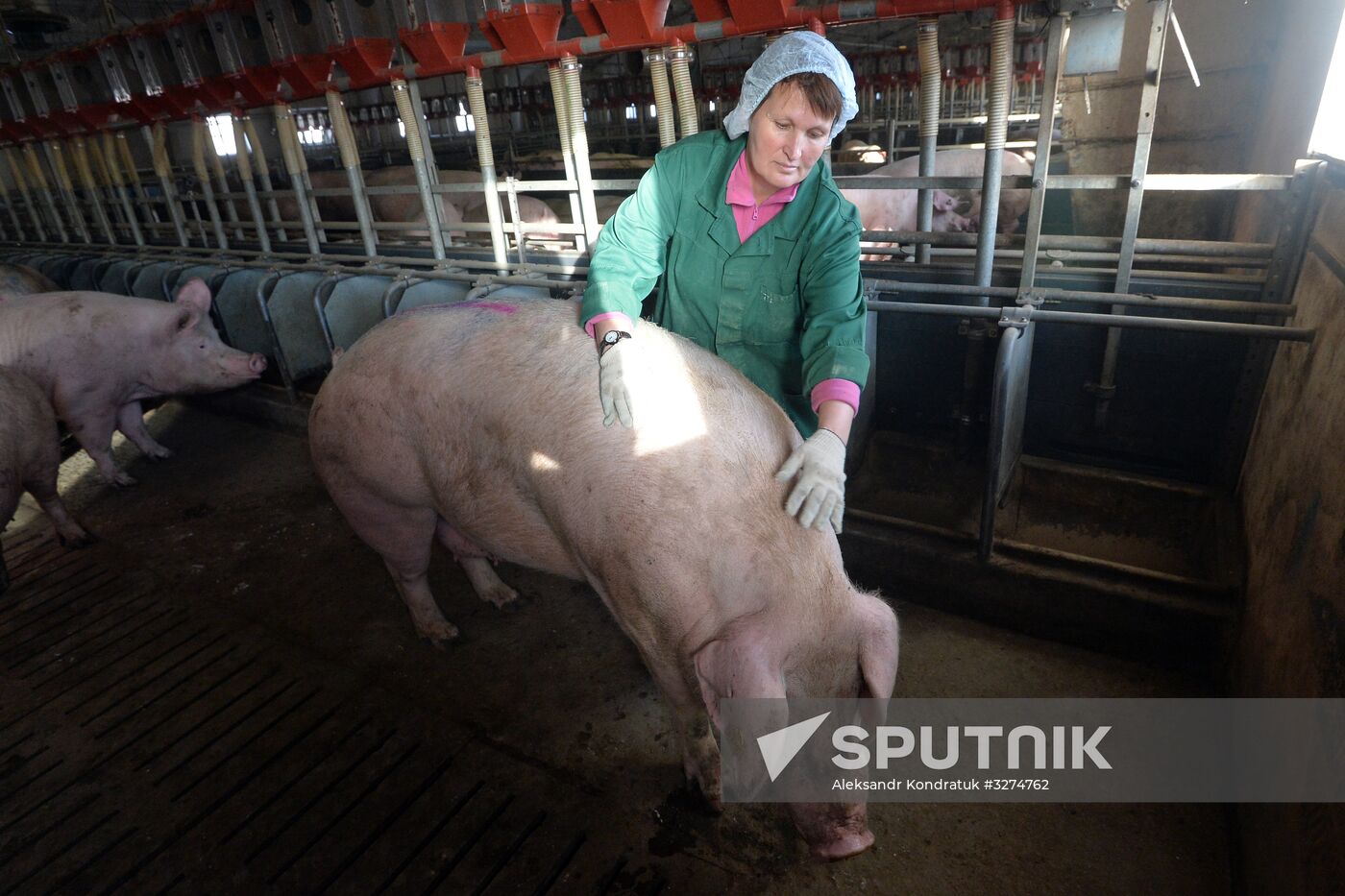 Rodnikovsky pig-breeding farm in Chelyabinsk Region