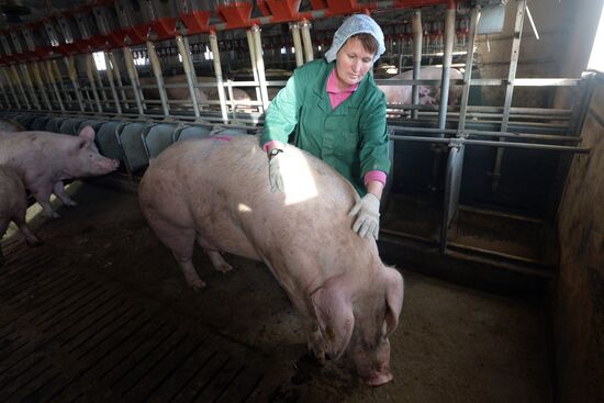 Rodnikovsky pig-breeding farm in Chelyabinsk Region