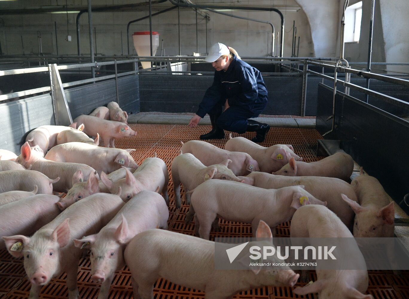 Rodnikovsky pig-breeding farm in Chelyabinsk Region