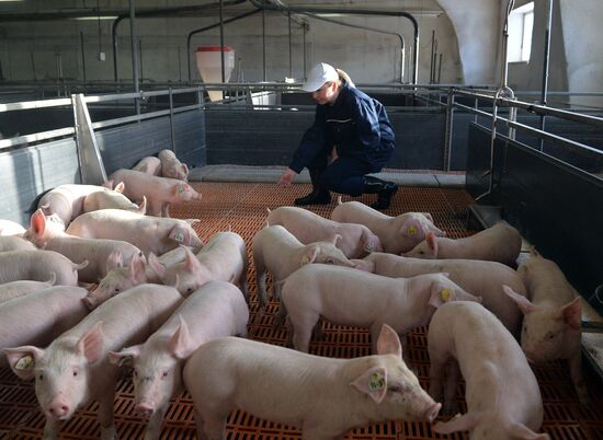 Rodnikovsky pig-breeding farm in Chelyabinsk Region