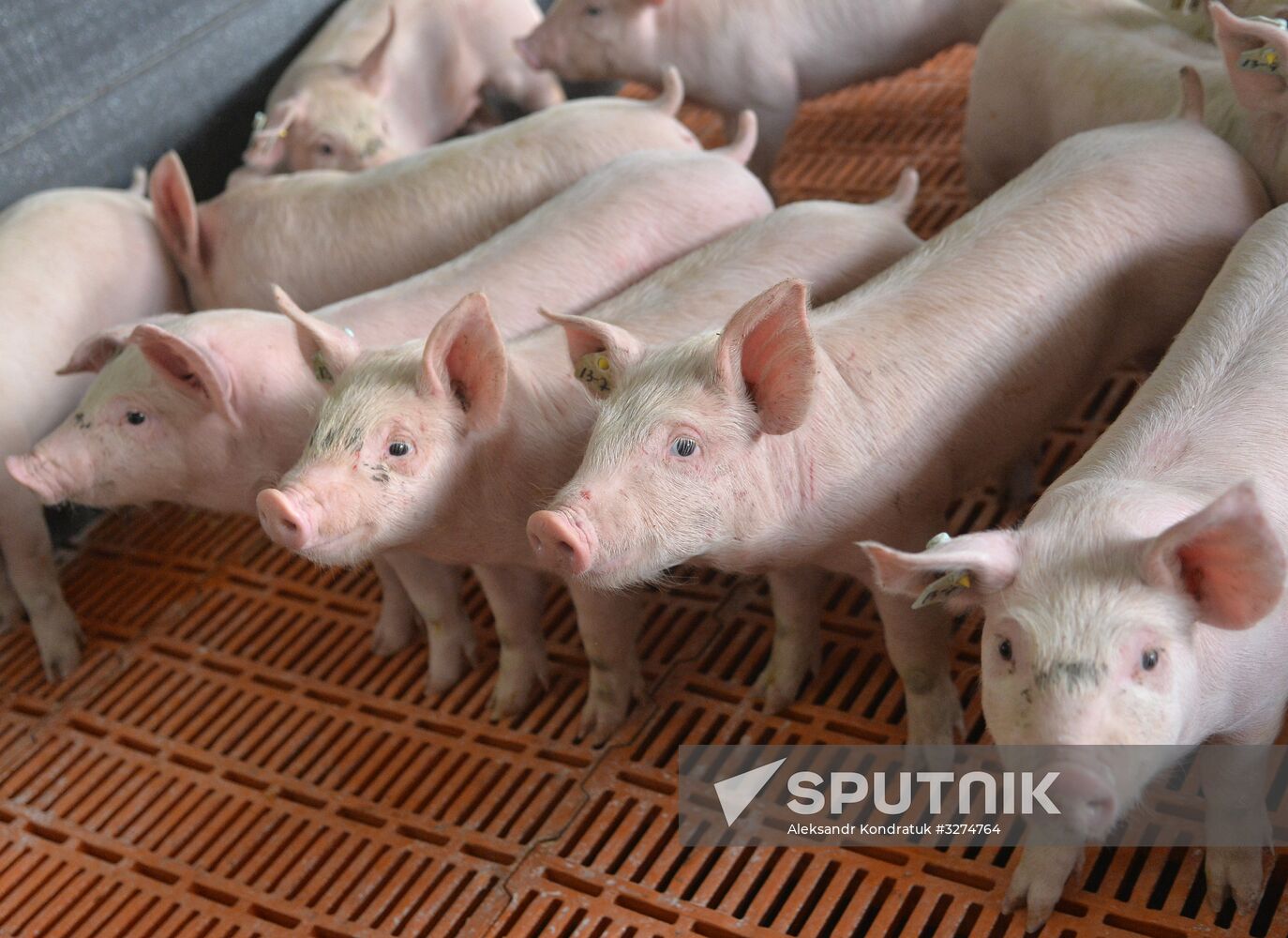 Rodnikovsky pig-breeding farm in Chelyabinsk Region