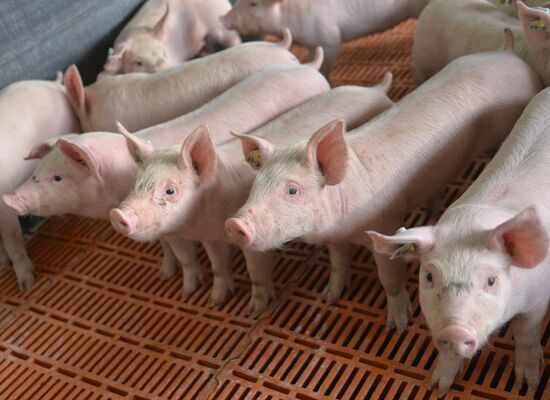 Rodnikovsky pig-breeding farm in Chelyabinsk Region