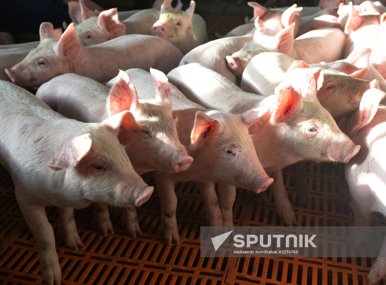 Rodnikovsky pig-breeding farm in Chelyabinsk Region