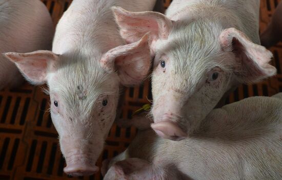 Rodnikovsky pig-breeding farm in Chelyabinsk Region