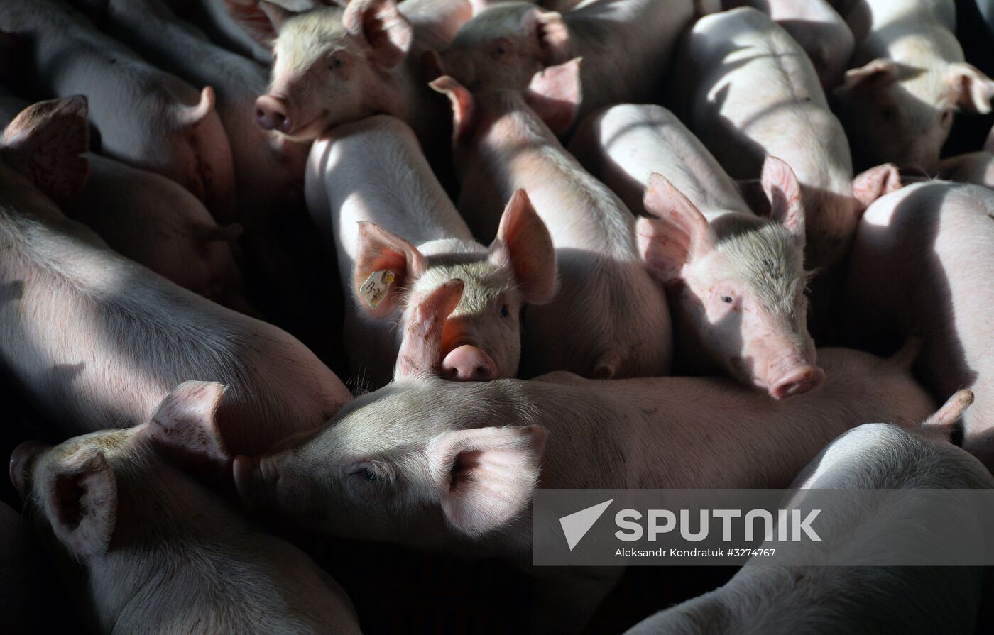 Rodnikovsky pig-breeding farm in Chelyabinsk Region