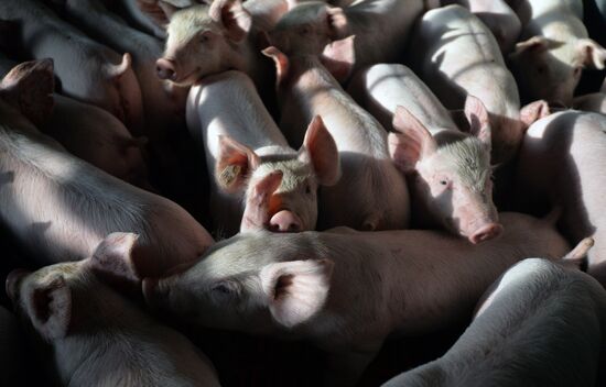 Rodnikovsky pig-breeding farm in Chelyabinsk Region