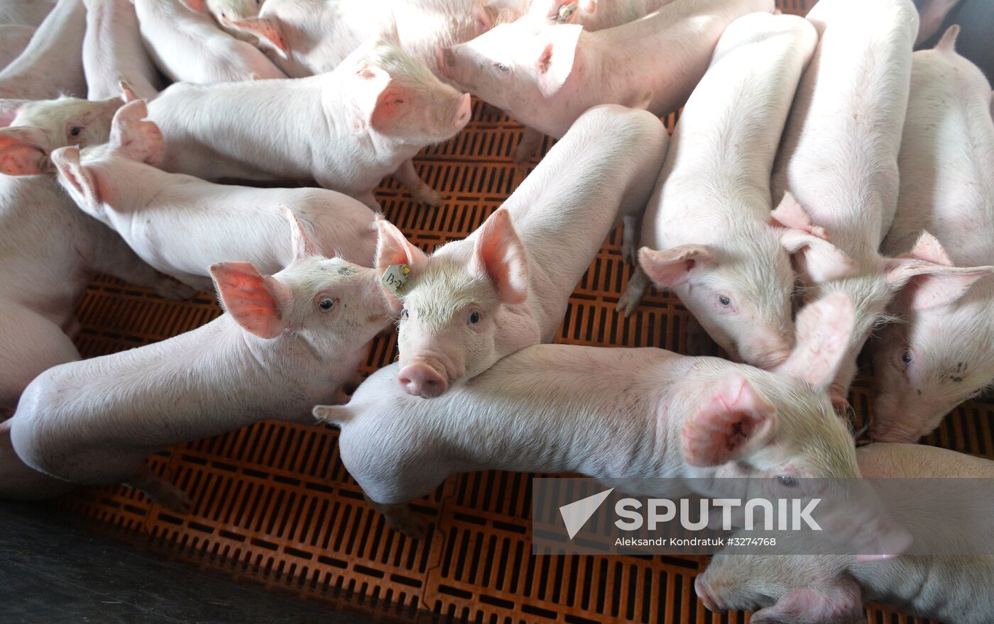 Rodnikovsky pig-breeding farm in Chelyabinsk Region