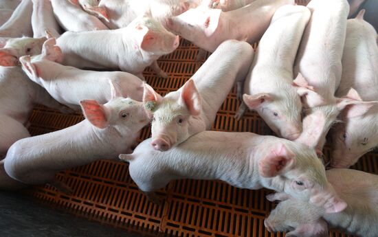 Rodnikovsky pig-breeding farm in Chelyabinsk Region