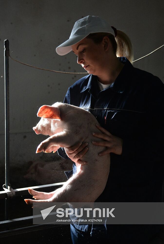 Rodnikovsky pig-breeding farm in Chelyabinsk Region