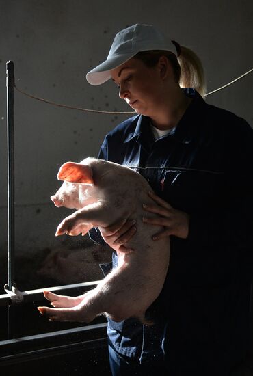 Rodnikovsky pig-breeding farm in Chelyabinsk Region