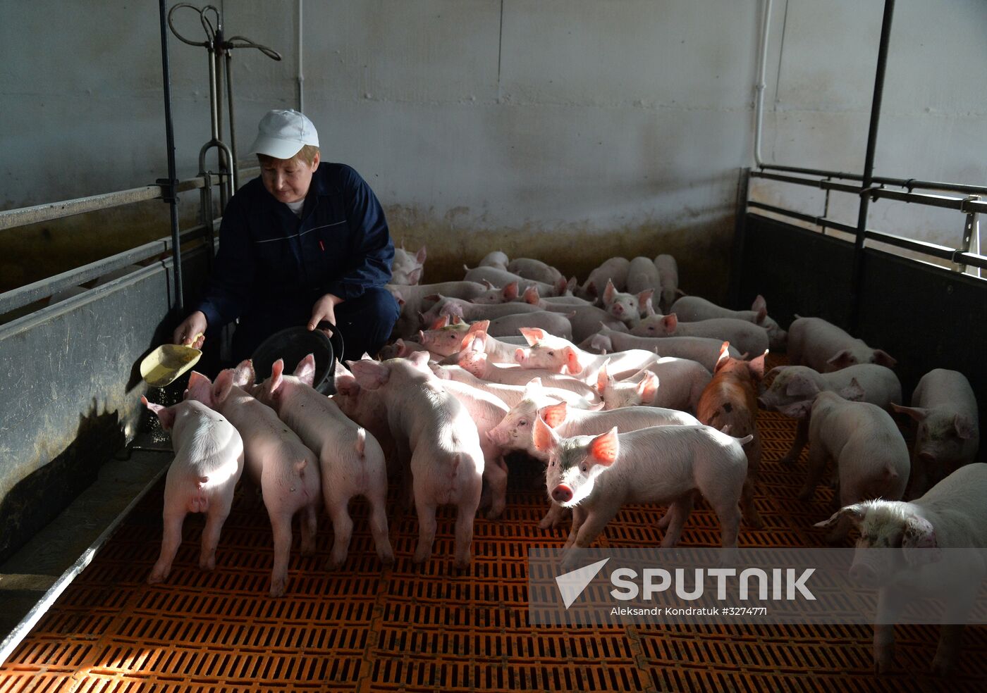 Rodnikovsky pig-breeding farm in Chelyabinsk Region