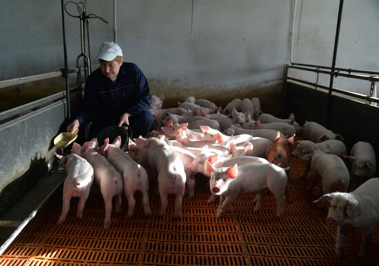 Rodnikovsky pig-breeding farm in Chelyabinsk Region