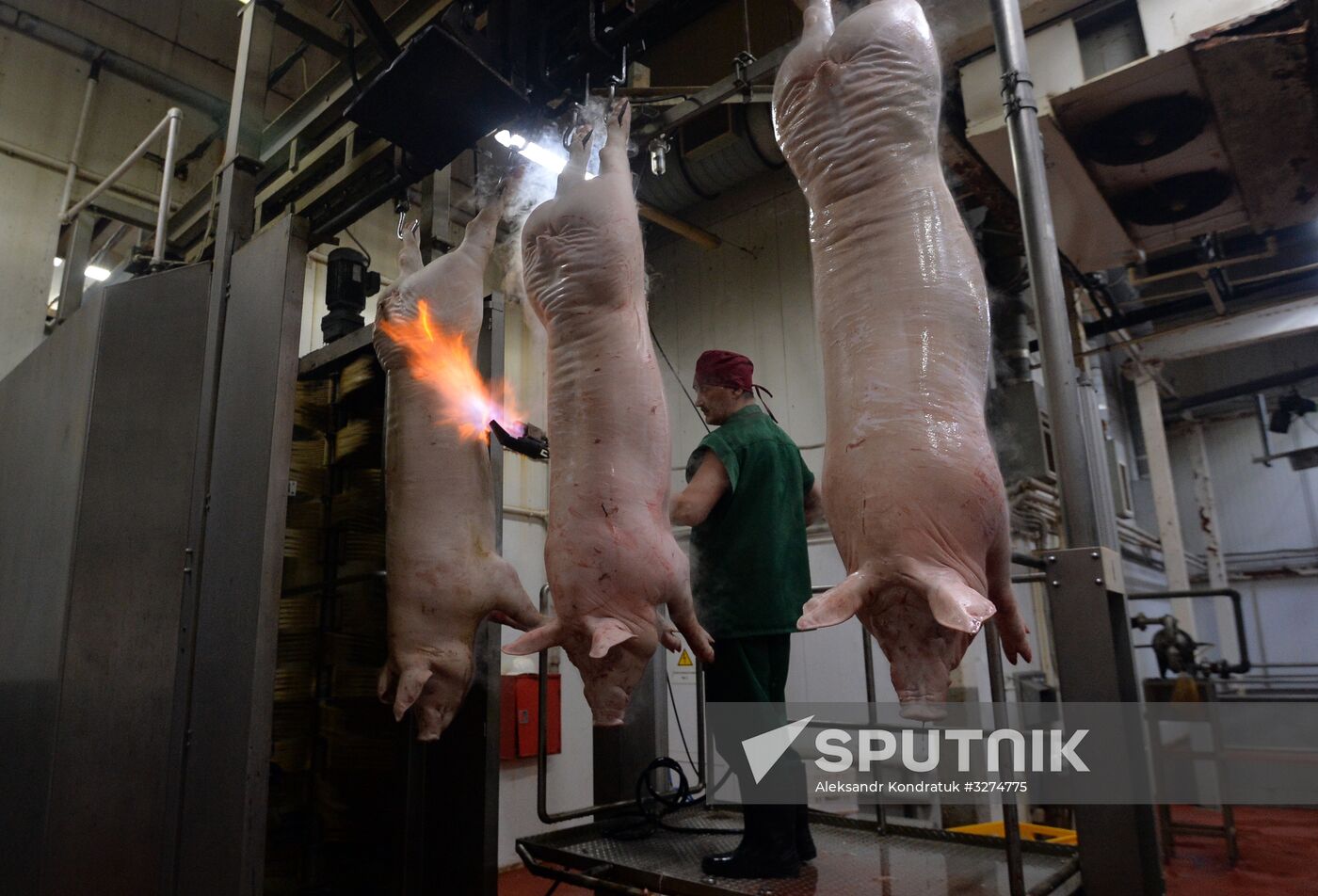 Rodnikovsky pig-breeding farm in Chelyabinsk Region