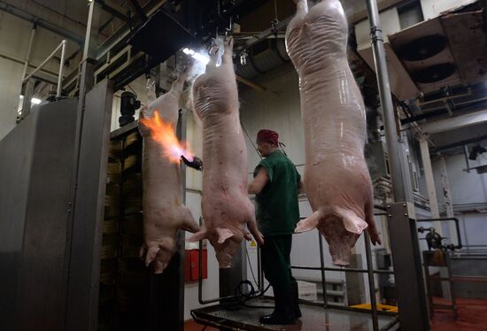 Rodnikovsky pig-breeding farm in Chelyabinsk Region