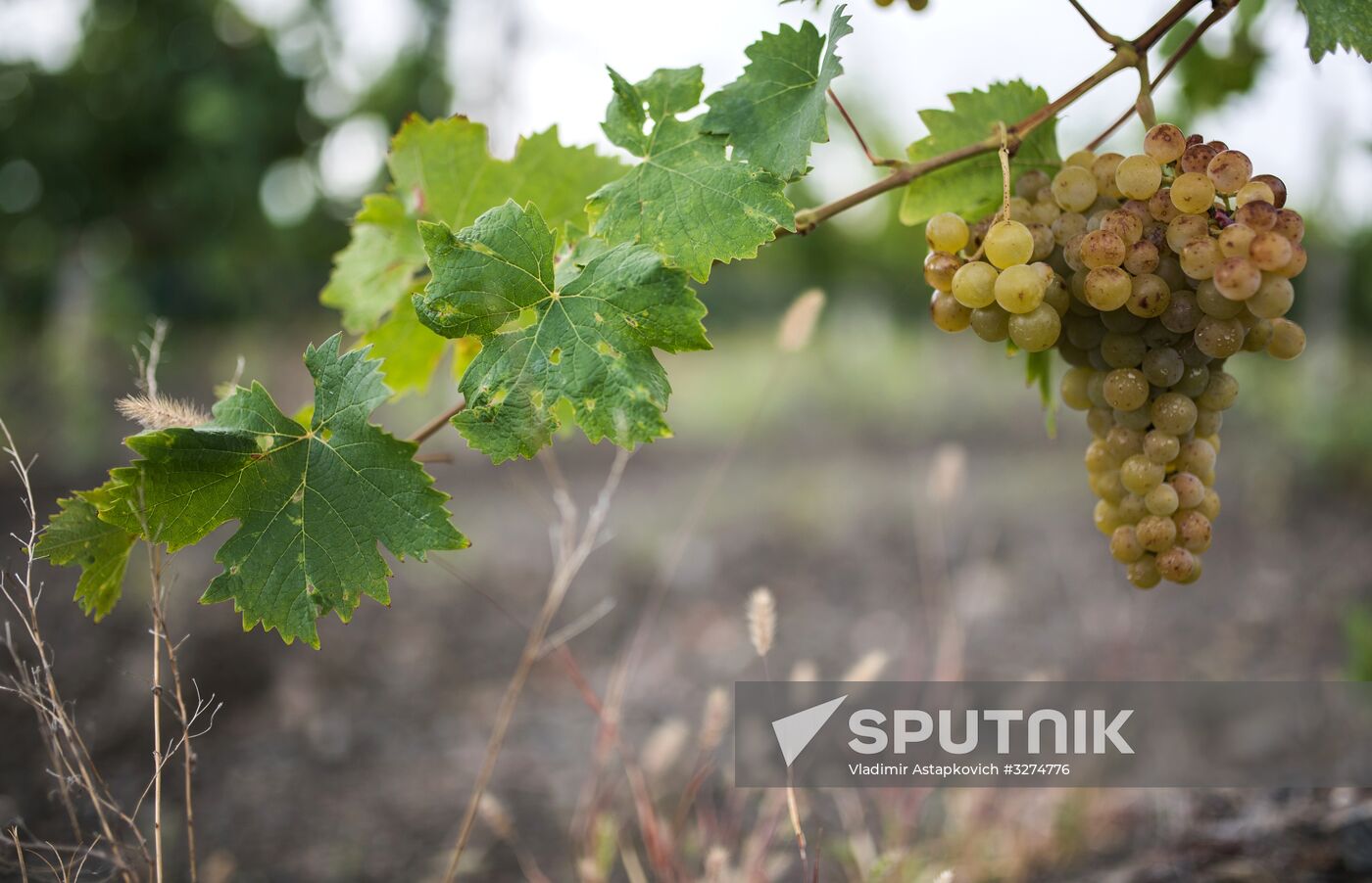 Massandra Winery