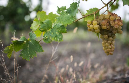 Massandra Winery