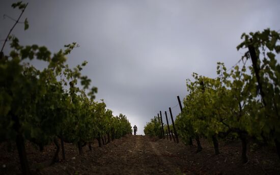 Massandra Winery
