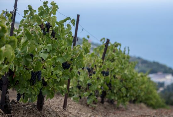 Massandra Winery
