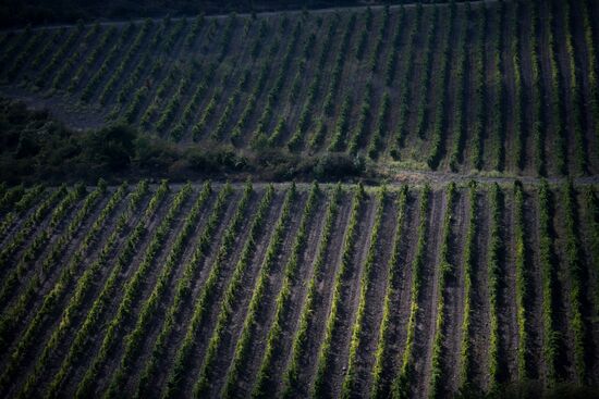 Massandra Winery