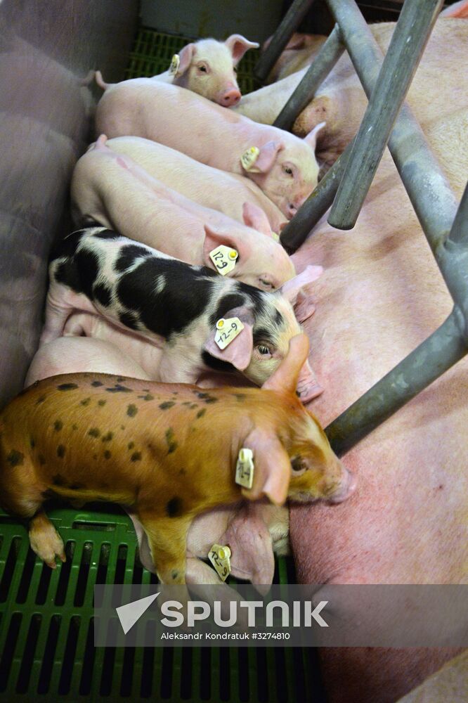 Rodnikovsky pig-breeding farm in Chelyabinsk Region