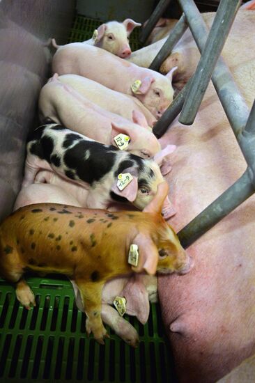 Rodnikovsky pig-breeding farm in Chelyabinsk Region