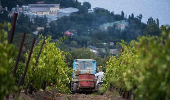 Massandra Winery