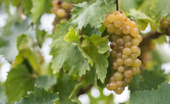 Massandra Winery