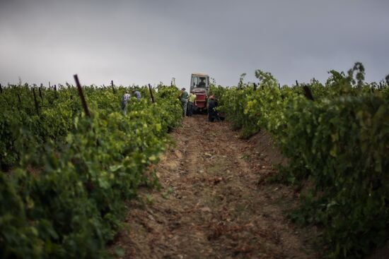 Massandra Winery