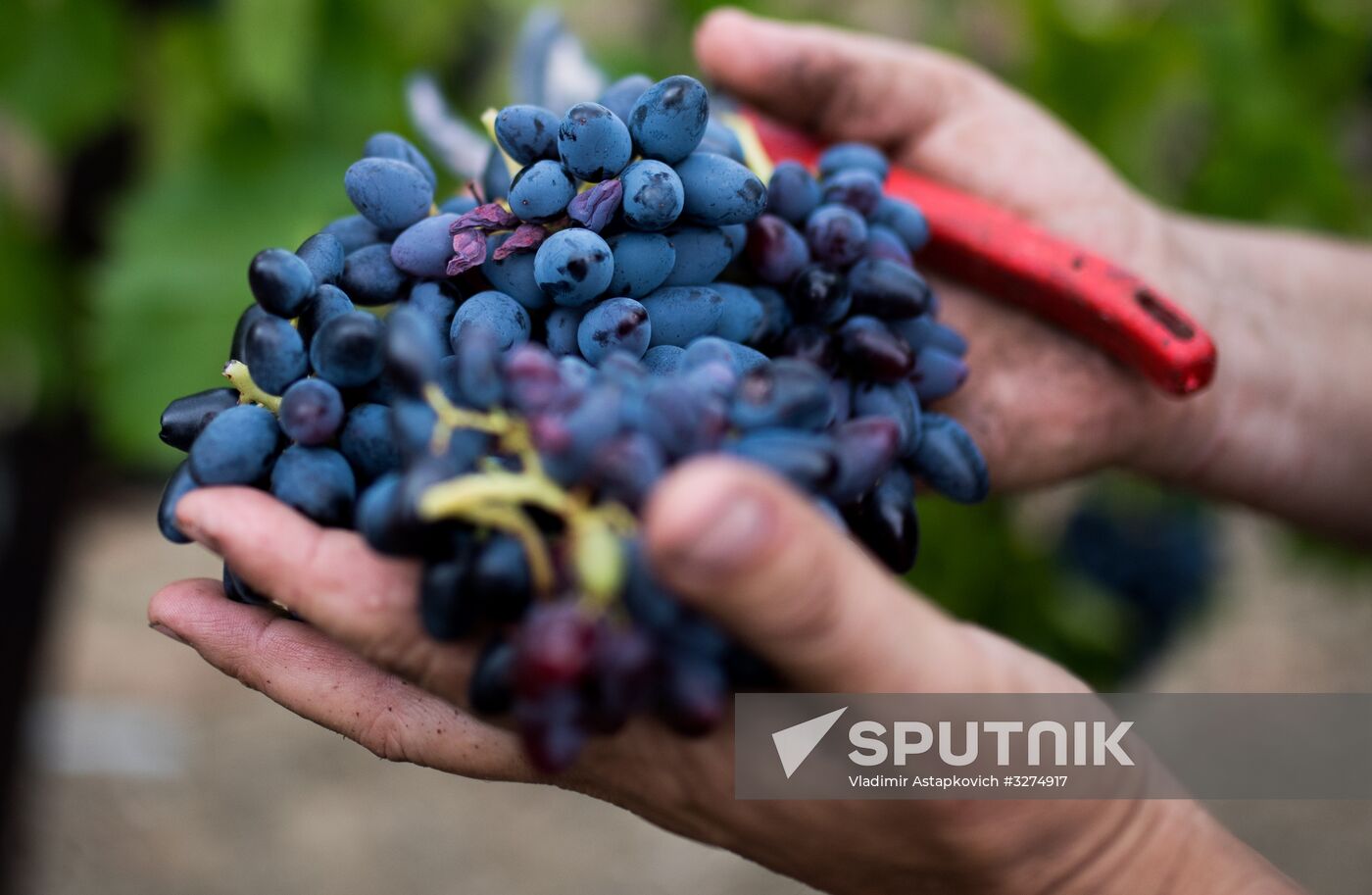 Massandra Winery